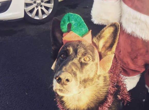 Police Dog Bruno looking festive.