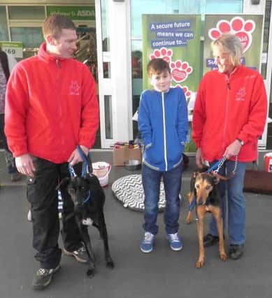 Stray Aid volunteers with dogs Danield and Jake outside Asda.