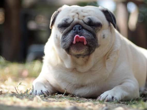 One in three dogs are overweight.