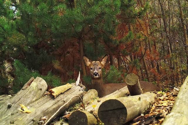 A roe buck is among the wonderful creatures caught on camera