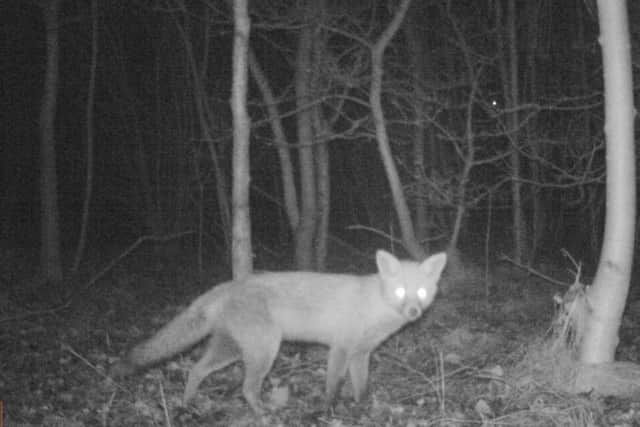 Your help needed to catch wildlife on camera