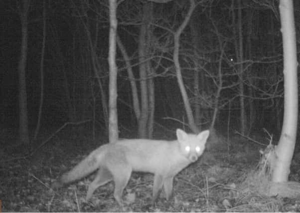 A fox is snapped by one of the cameras.
