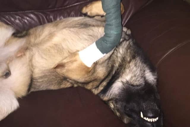 Zeeke taking it easy with his poorly paw in a cast. Pic: Northumbria Police.