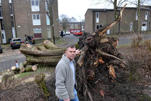 Car owner Kevin Coombs said it was a "miracle" no one was killed when the tree fell.