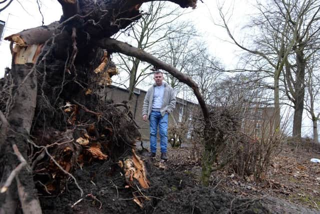 Car owner Kevin Coombs said it was a "miracle" no one was killed when the tree fell.