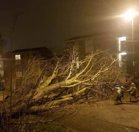 The tree fell at about 6.30pm on Thursday. Image by Amy Anderson and Danielle ONeill.