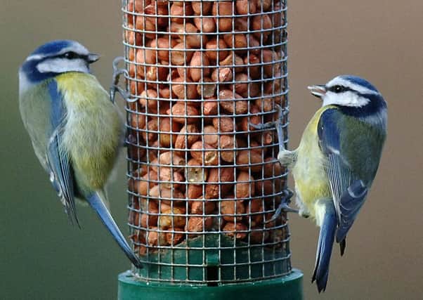 Blue tits feeding in a garden. Pic: John Giles/PA Wire.