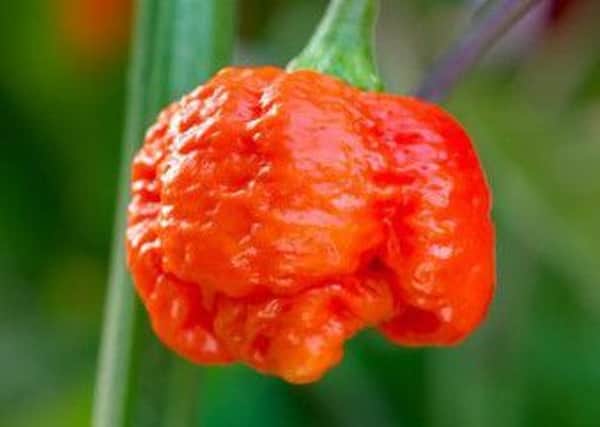 Hellishly hot chilli Carolina Reaper. Picture by DT Brown