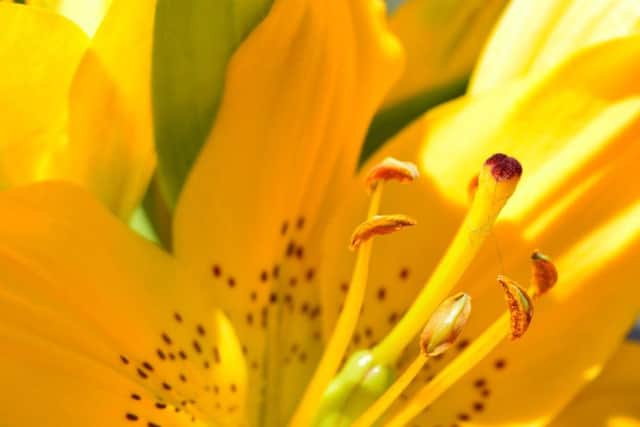 Bright yellow Asiatic lily.