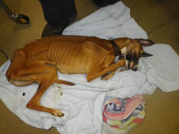 The male lurcher who was left to starve to death.