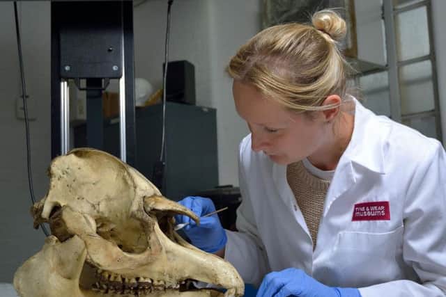 Conservation technician Jenny Youngman works on a tapir skull.