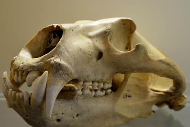 A polar bear skull. Pic: Dan Gordon.
