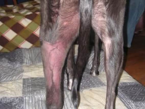 Telltale reddening around the back leg of a dog with Alabama Rot