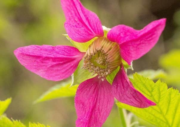 The flower of salmonberry Pacific Rose. Picture by Lubera
