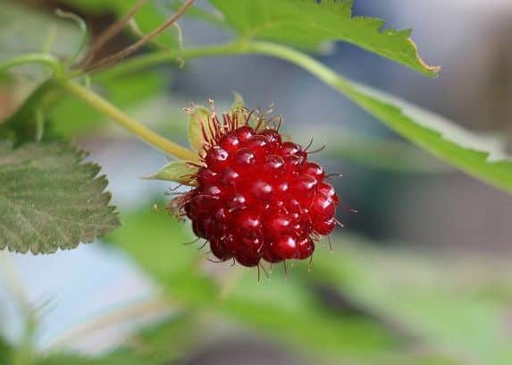 The fruit of salmonberry Olympic Double. Picture by Lubera