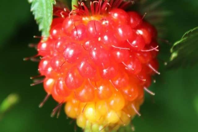 The fruit of salmonberry Pacific Rose. Picture by Lubera