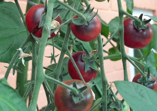 Dark fruits of tomato Rosella.