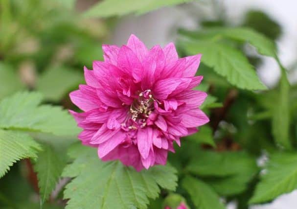 The flower of salmonberry Olympic Double. Picture by Lubera
