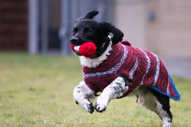 A springer in his new knitted jacket. Picture: SSPCA.