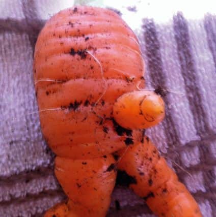 Last year's winner - a distinctly shaped carrot.