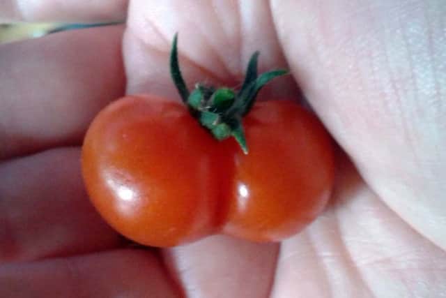 One of my amusing tomatoes.