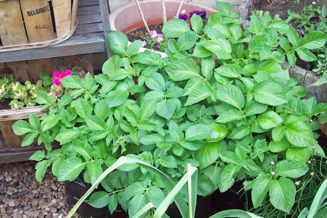 Potato Jazzy planted singly in eight-litre bags.