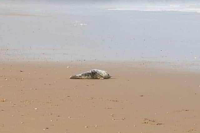 The seal which was attacked by the gang on the beach at Crimdon.