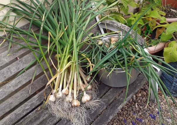 Newly dug-up garlic bulbs.