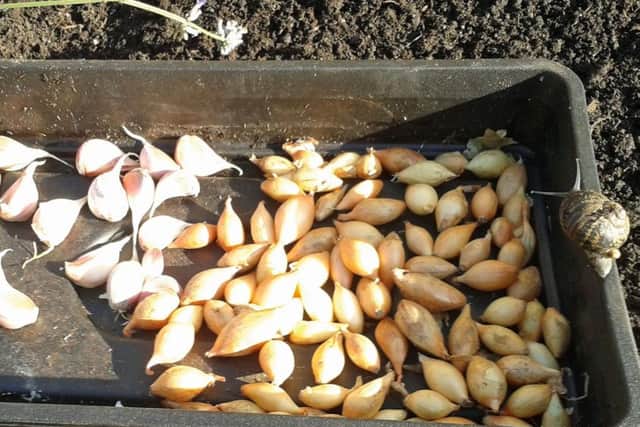 Well-developed mature garlic bulbs.