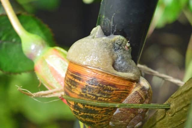 Garlic may keep vampires away, but not this snail.