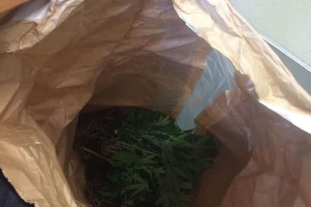 Cannabis bagged up by the traffic officers after plants were discovered at a house in Horden.