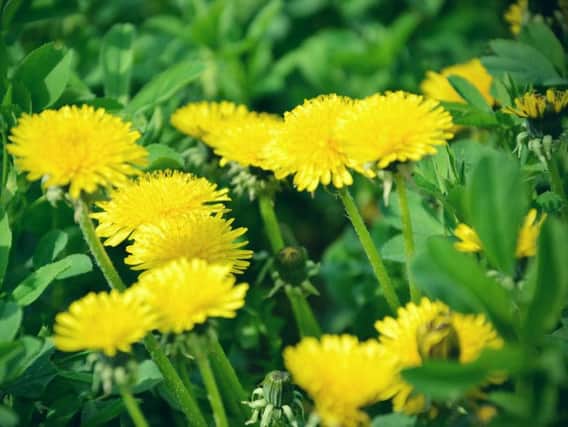 Can you tell the differences between flowers and weeds?