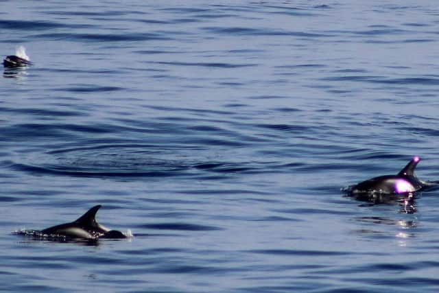 White beaked dolphins have been seen in the North Sea