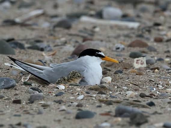 A Little Tern. Credit: Peterlee Police