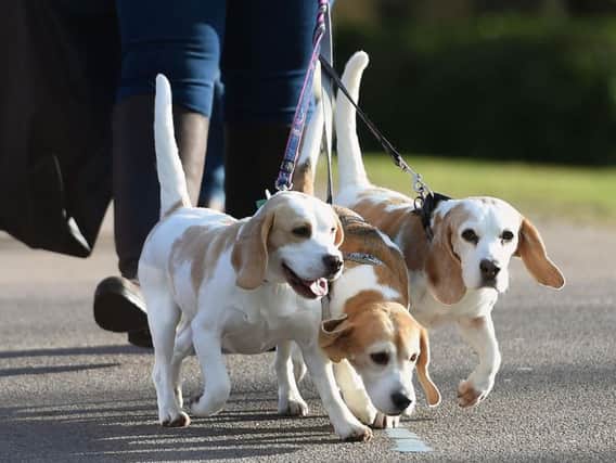 Five dogs are being stolen every day across the UK, an investigation has found. Picture: PA.