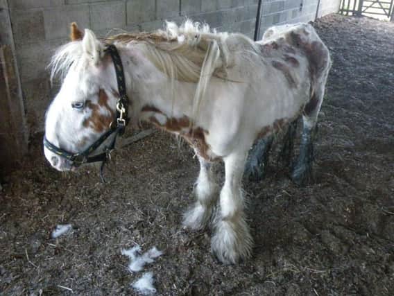 The pony, which was riddled with thousands of maggots, had to be destroyed. Pic: RSPCA.