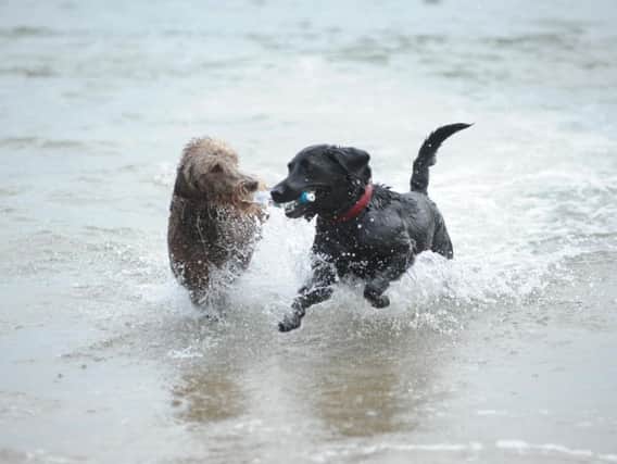 Dogs Nahla and Ruby cool off in the warm weather. Pic by Tim Richardson