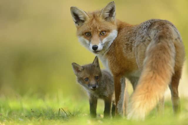 A red fox with a cub standing close to her. Picture by Ben Andrew - rspb-images.com


ONE USE ONLY - NOT FOR REPRODUCTION