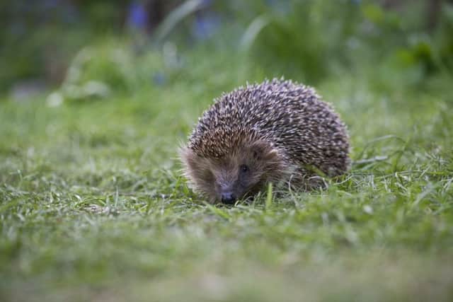 Hedgehogs are the most common garden visitors in the area.