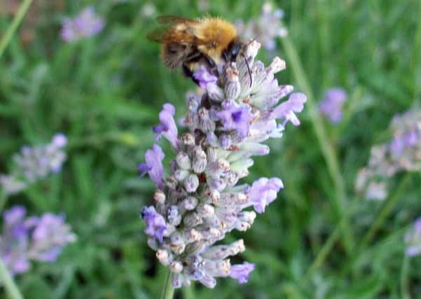 A bee on lavender flowers.