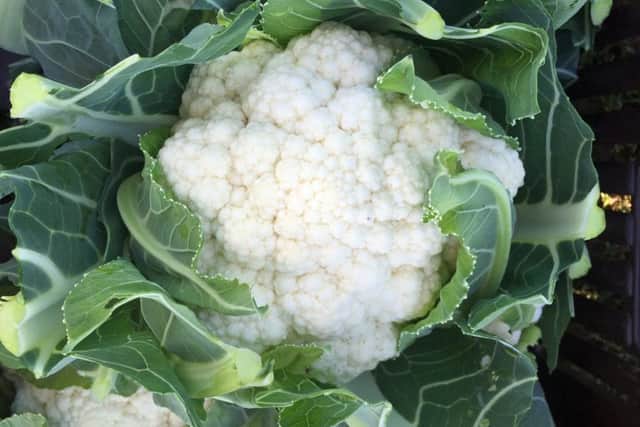 Cauliflower Orkney F1. Picture by DT Brown