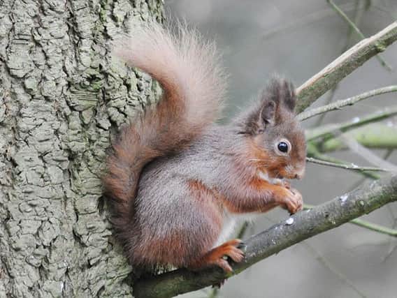 Photo issued by the National Trust of a red squirrel in the grounds of Wallington in Northumberland, as they have made a remarkable comeback on the estate after nearly being wiped out