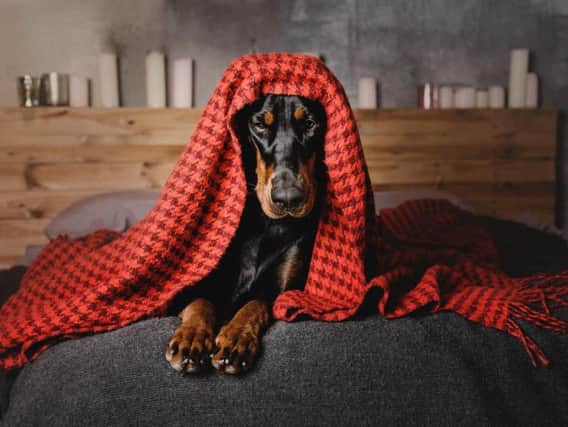 Some tips on how to comfort your pet this Bonfire Night.