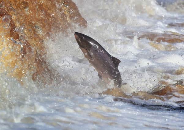 A salmon makes its way upstream. Pic by PA.