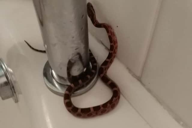 The snake which Gary found in his bathroom.
