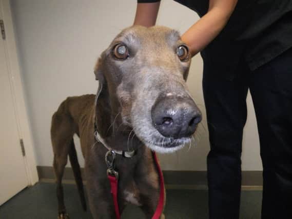 Margot was found in an emaciated state