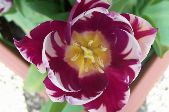 Tulip Rems Favourite.