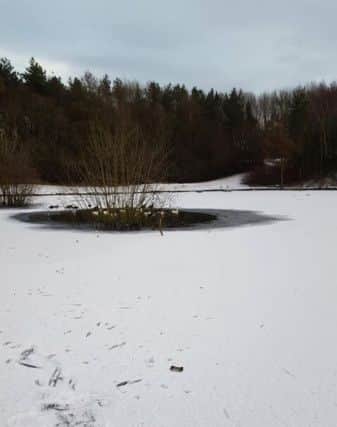 The pond in James Steel Park, Washington, in which Christina Votter's dog Bonnie fell into.