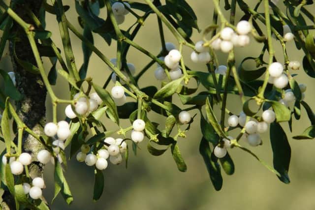 A mistletoe plant can be seen in the home at Christmas.