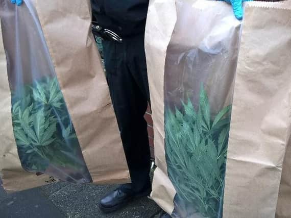 Cannabis plants seized from a house in Canon Cockin Street, Hendon, this morning